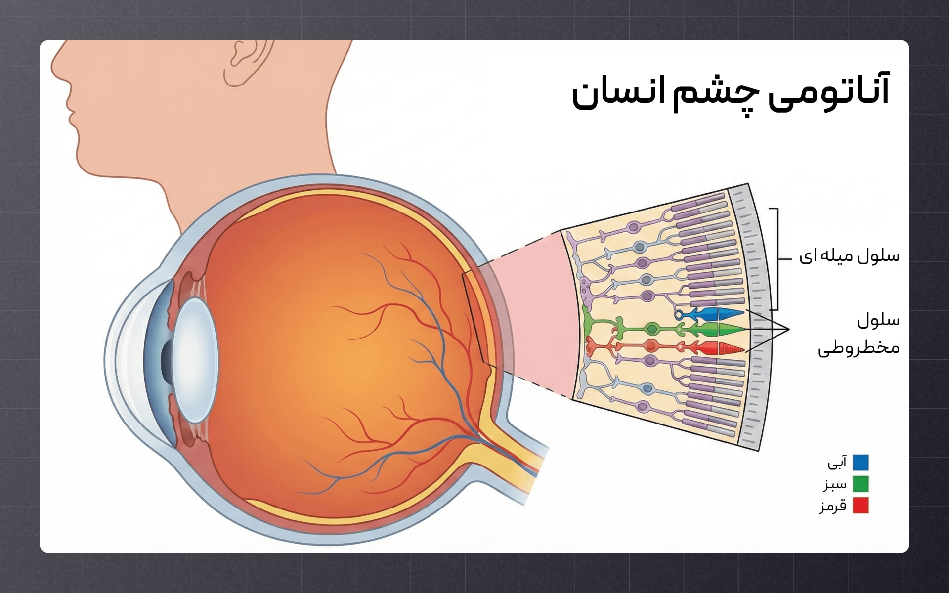درباره آناتومی چشم انسان و سلول های میله ای و مخروطی